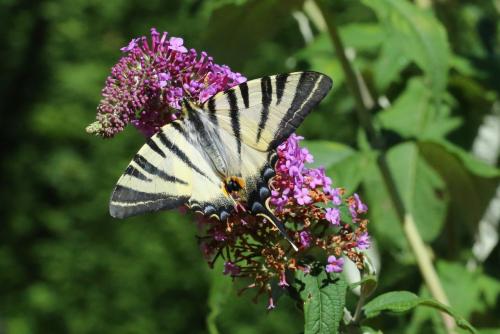 Iphiclides podalirius